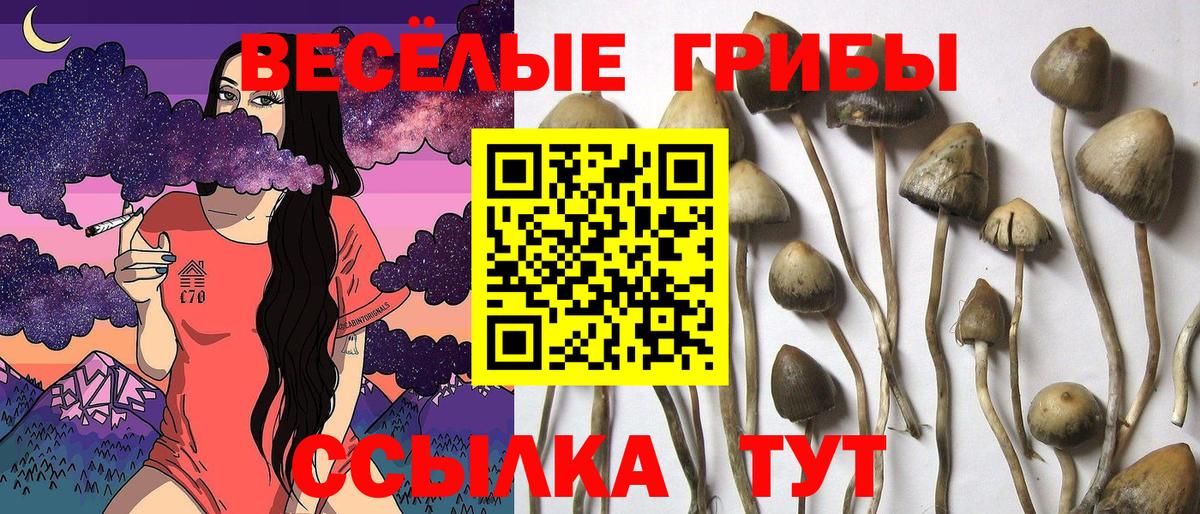 Галлюциногенные грибы Psilocybe Кинель
